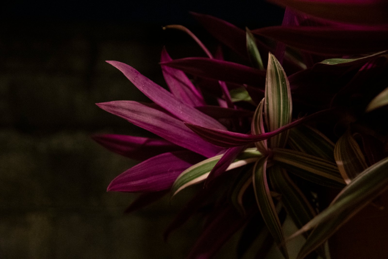 Belle fleur de nuit