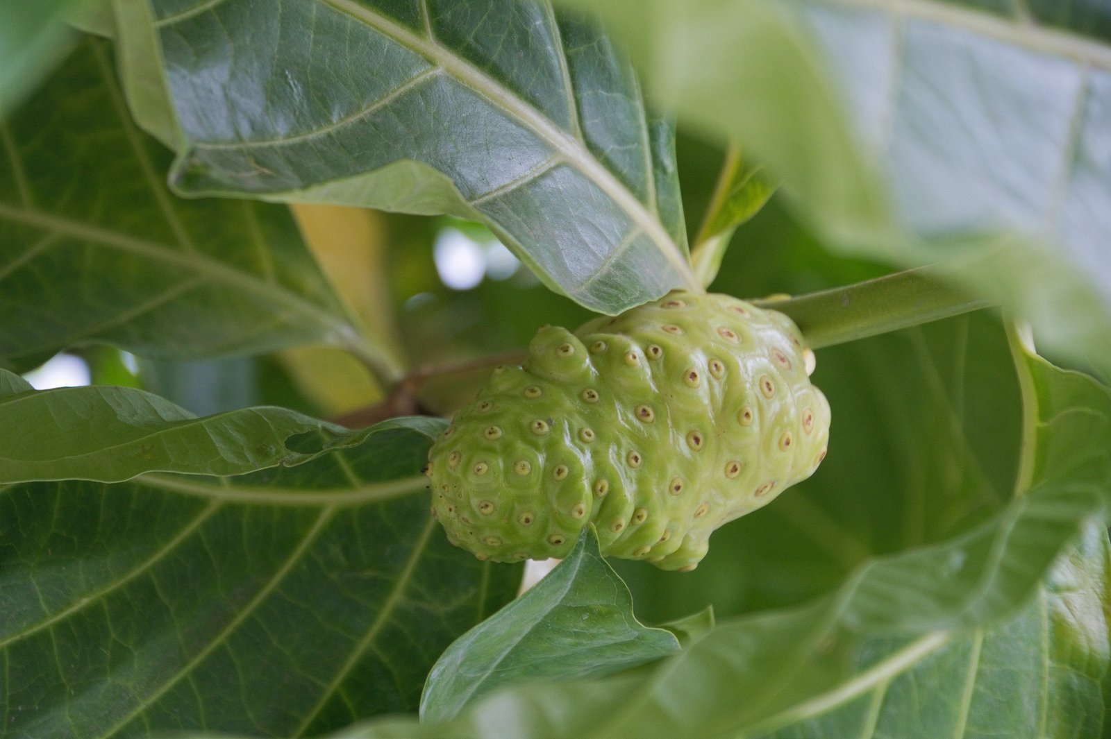 Noni
